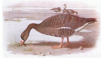 White Fronted Goose by Archibald Thorburn